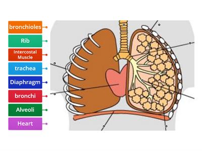 The Lungs 