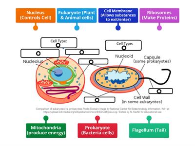 Prokaryote vs Eukaryote Label