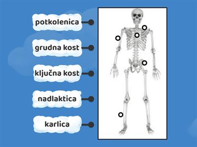 Skeletni sistem 6.