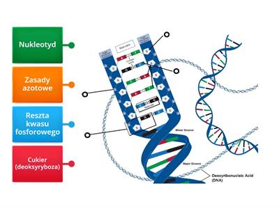 Budowa DNA