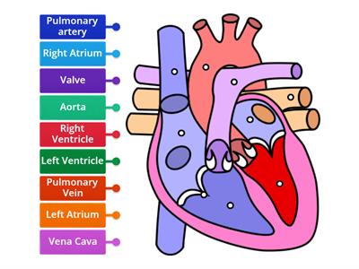 Structure of the heart
