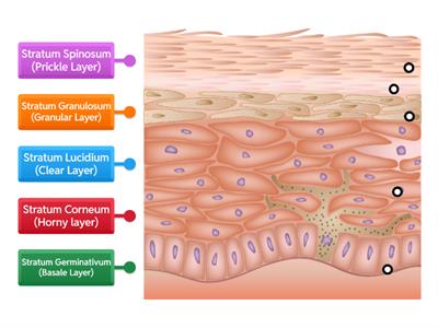 Layers of the Epidermis