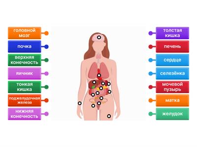 Internal organs (внутренние органы)