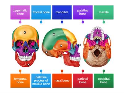Cranial and Facial Bones