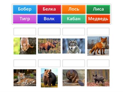 Дикие животные