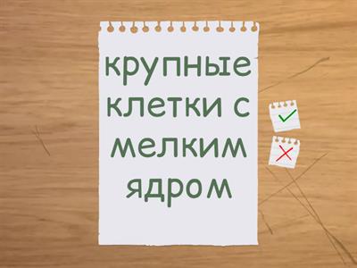 Ткани растений