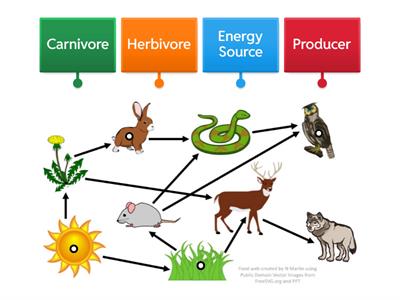 Food Web