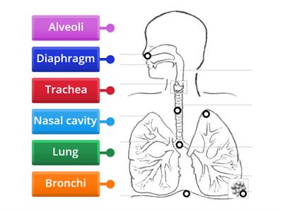 Respiratory System