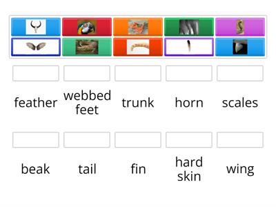 Parts of animals body (Match the part of animals body