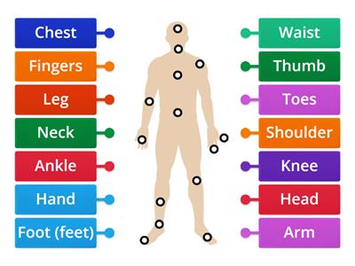 Parts of the Body