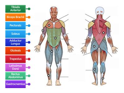 Muscle Locations