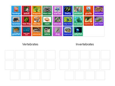 Classifying Animals (Vertebrates & Invertebrates)