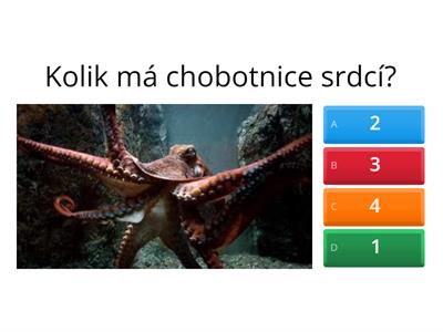 Kvíz- hlavonožci