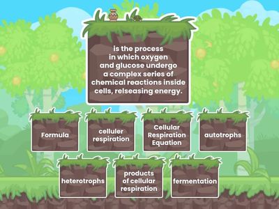 Lesson 2.6 Cellular Respiration