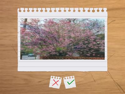 造園丙級植物識別圖卡