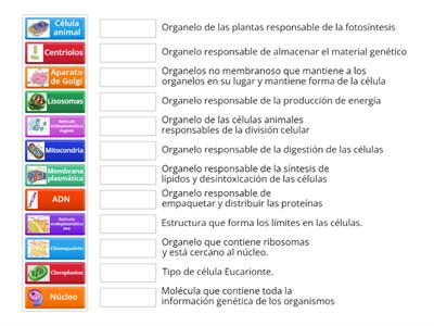  E2..Estructura de la Célula