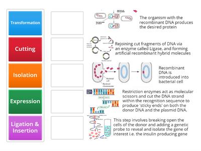 Steps in Genetic Engineering 