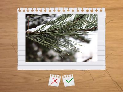 Какие это слова?