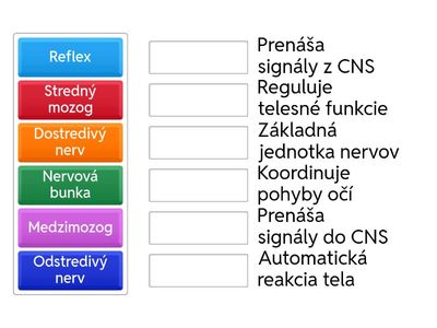 Nervová sústava - Kľúčové pojmy