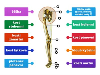 Př-9 KOSTERNÍ SOUSTAVA (dolní končetina – stavba)