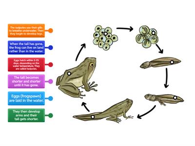 Life Cycle of a Frog