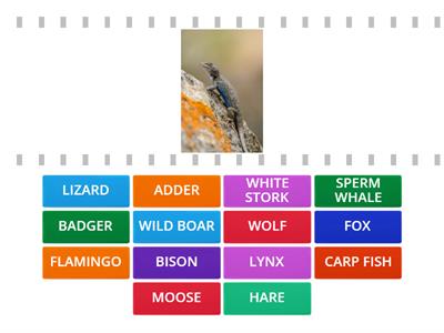 Portugal and Lithuanian Wild Animals