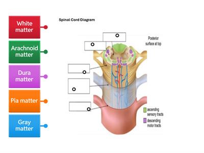 Spinal Cord Diagram