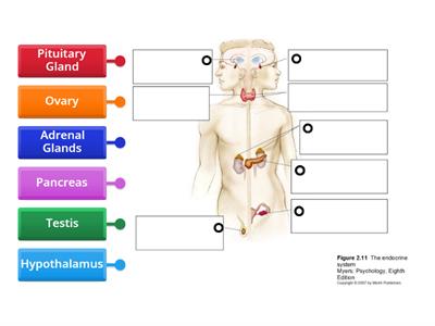 Endocrine System