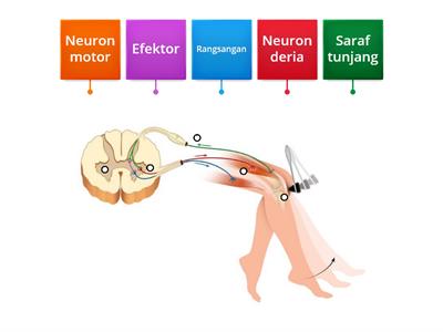 BIOLOGI: Arka Reflex 2 Neuron