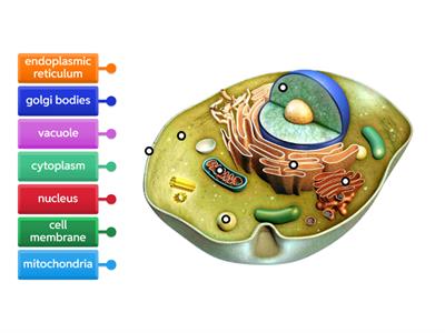 Label Animal Cell Organelles