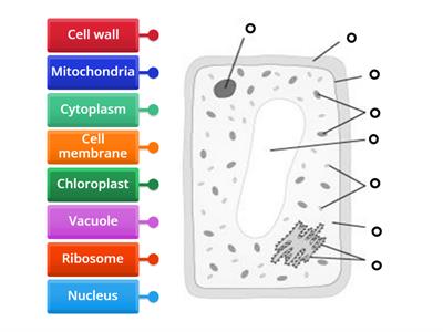 Plant cell