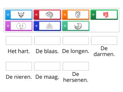 De organen in het lichaam.