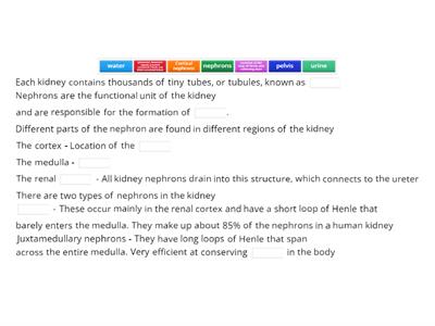 CAX KS5 The microscopic structure of the kidney notes