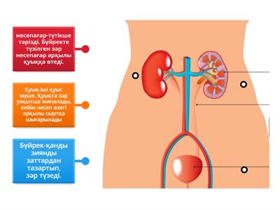 Зәр шығару жүйесі қалай жұмыс істейді