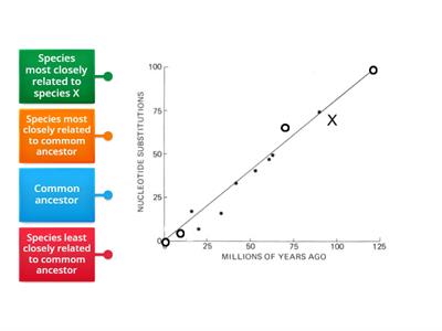 Molecular clock - labelled diagram