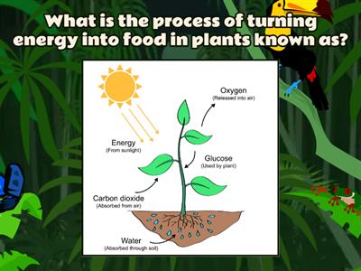FFynone House: food chain revision KS2 + Y7/8