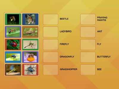 VOCABULARY INSECTS