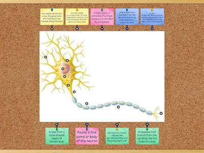 Label the Neuron