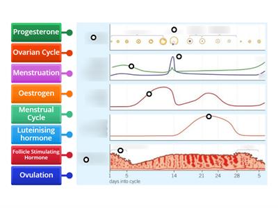 Ovarian and Menstrual Cycle Diagram