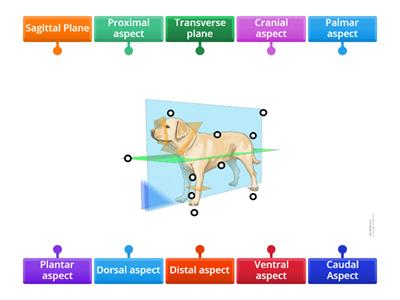 Anatomical Planes