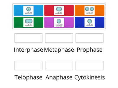 Mitosis Match up