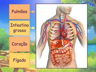 Corpo Humano