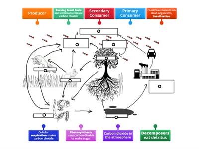 CAX KS4 The Carbon Cycle