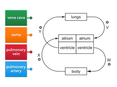 Circulation harder (letter labels)
