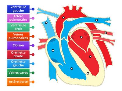 SVT Organisation du coeur - 5ème 