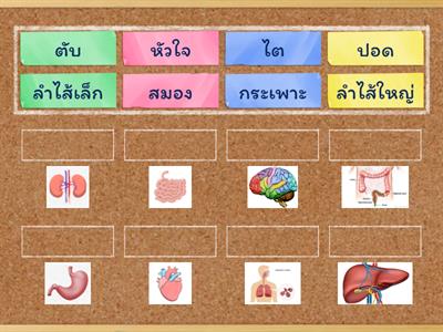 สุขศึกษา ป2 อวัยวะภายใน ตอนที่7