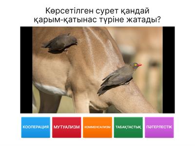 Атақтылардың порно HD бейнелері