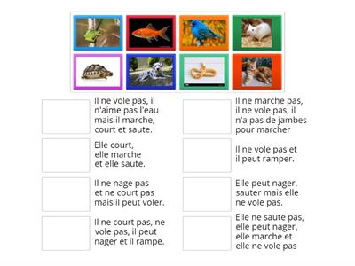 Les animaux domestiques "riddles"