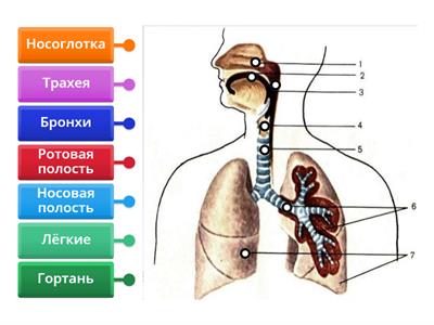 Органы дыхания