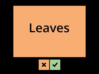 Grade 2 -Parts of a Plant